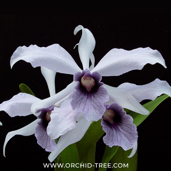 Cattleya (Laelia) purpurata var. werkhauseri sp. Orchid Plant - MS