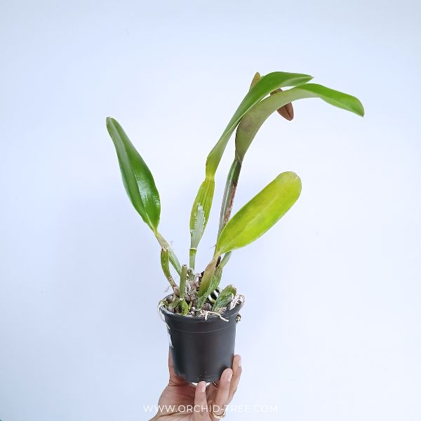 Cattleya (Rlc.) Subprasert Red Orchid Plant - FF