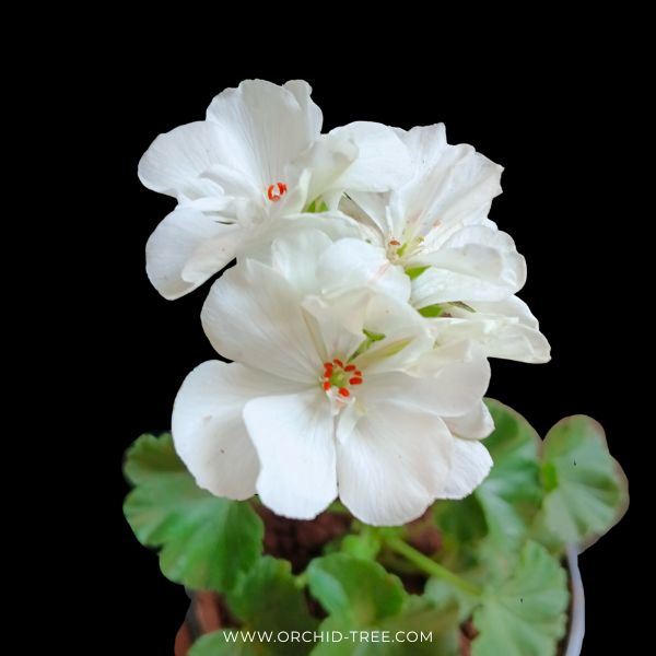 Geraniums- With Flowers