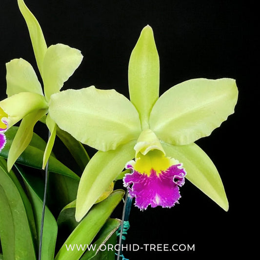 Cattleya (Rlc.) Greenwich 'Elmhurst' Orchid Plant - NBS