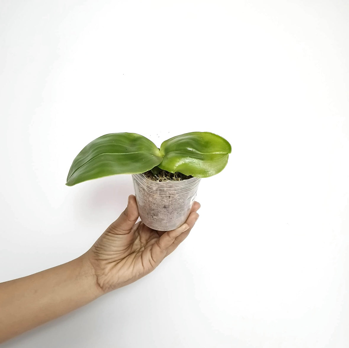 Phalaenopsis bellina var. coerulea Sp. Orchid Plant - BS