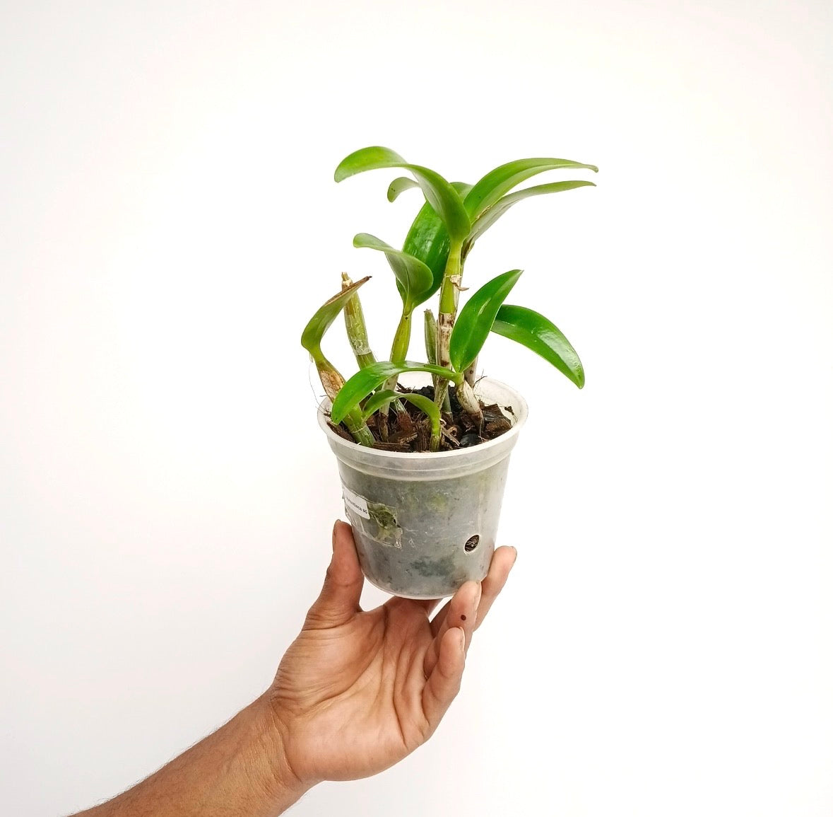 Cattleya aurantiaca sp. Orchid Plant - BS