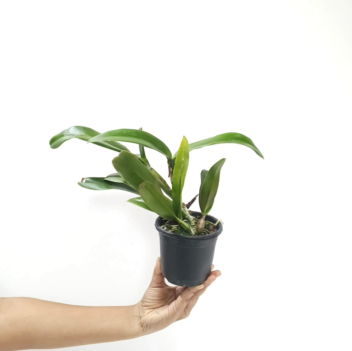 Cattleya Taiwan Firecracker 'Popcorn' Orchid Plant - BS