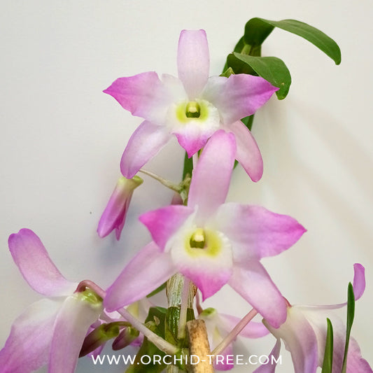 Dendrobium Chunxu Orchid Plant - FF
