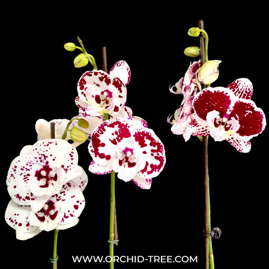 Phalaenopsis Fullers Clown Orchid Plant - FF