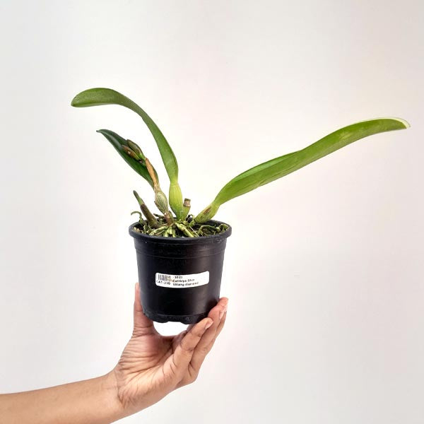 Cattleya Shin Shiang Diamond Orchid Plant - BS