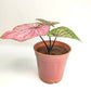Caladium