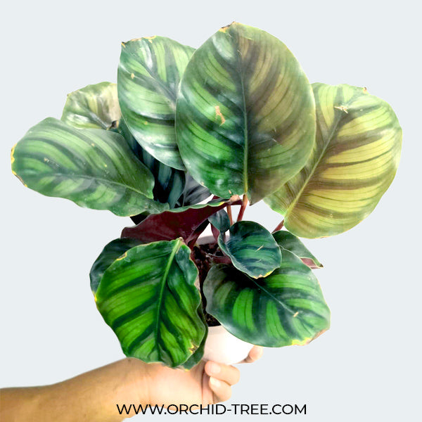 Calathea Peacock