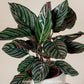 Calathea Ornata