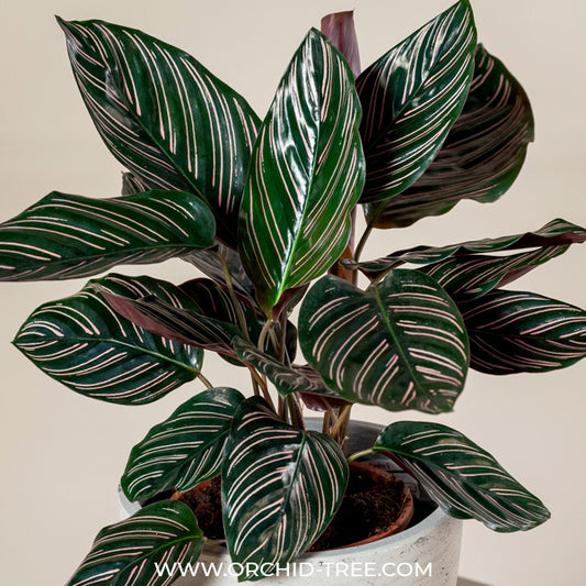 Calathea Ornata