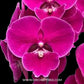 Phalaenopsis Lianher California Orchid Plant - FF