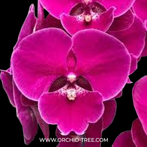 Phalaenopsis Lianher California Orchid Plant - FF