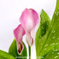 Calla Lilly Pink with flowers
