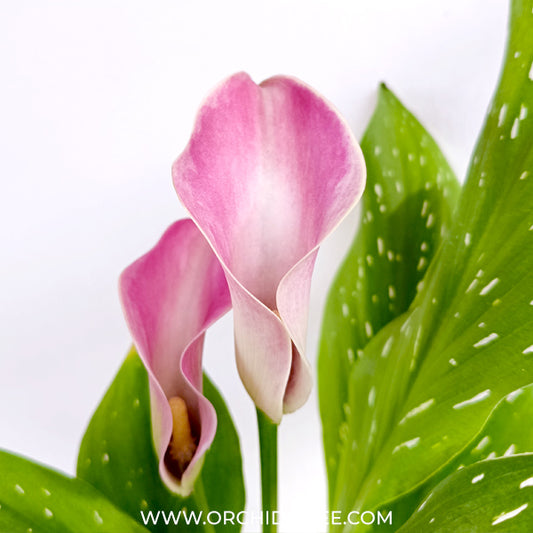 Calla Lilly Pink with flowers