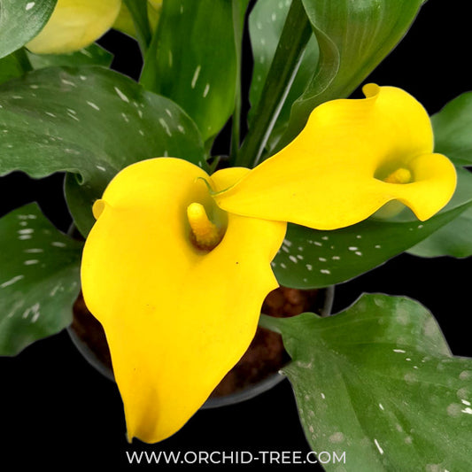 Calla Lilly Yellow with flowers