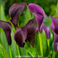 Calla Lilly Purple | Black Bulbs - Pack of 2