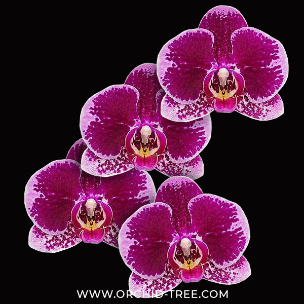 Phalaenopsis Camera Obscura Orchid Plant - FF