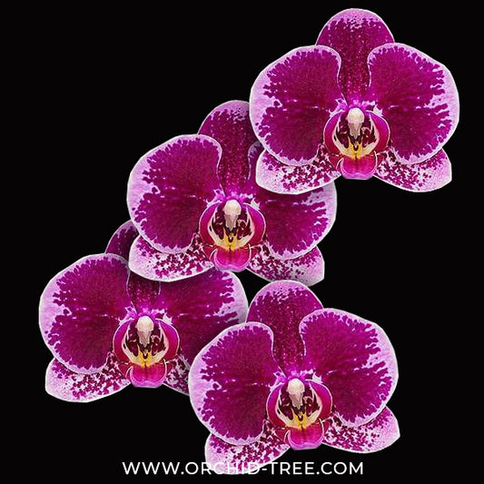 Phalaenopsis Camera Obscura Orchid Plant - FF