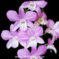 Dendrobium Candy Stripe x Jacky Orchid Plant - FF