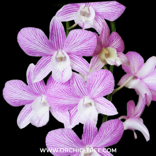 Dendrobium Candy Stripe x Jacky Orchid Plant - FF
