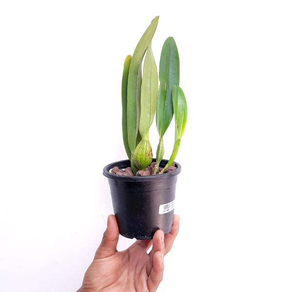 Cattleya (L) Canhamiana 'Azure Sky' - BS