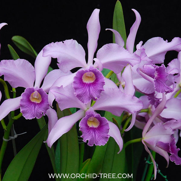 Cattleya (L) Canhamiana 'Azure Sky' - BS