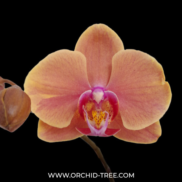 Phalenopsis Cantaloupe Orchid Plant - BS