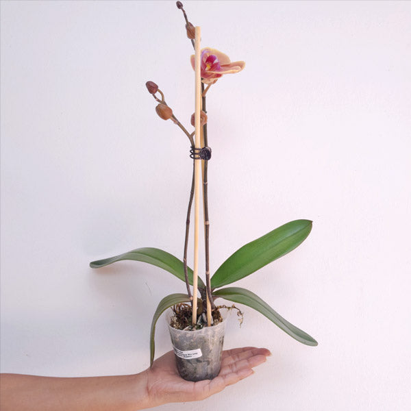 Phalenopsis Cantaloupe Orchid Plant - BS
