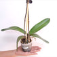 Phalenopsis Cantaloupe Orchid Plant - FF