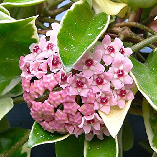 Hoya Carnosa variegated