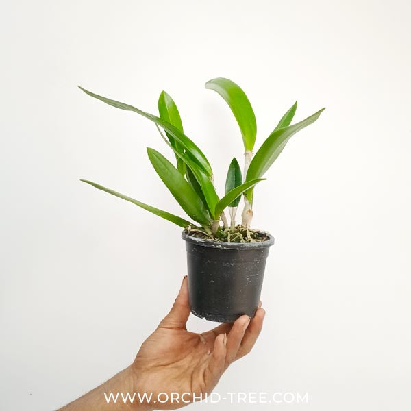 Cattleya (Bc) Maikai x (L.) anceps Orchid Plant - BS