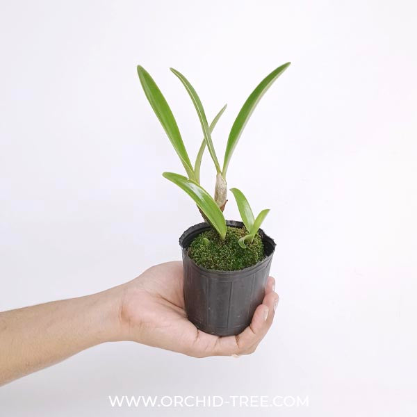 Cattleya bowringiana var. coerulea × self Orchid Plant - BS