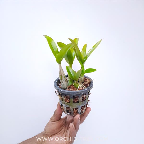 Cattleya Schomburgkia Thomsoniana X Cauldron Bicornutum Orchid Plant - BS - Buy Orchids Plants Online by Orchid-Tree.com