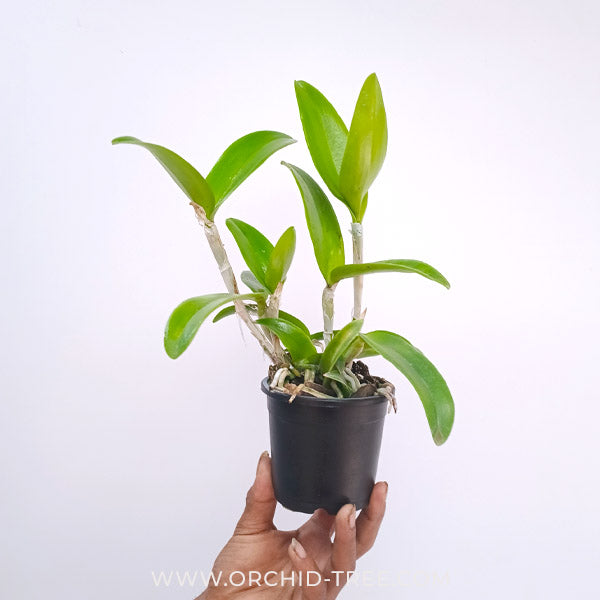 Cattleya (Ctt.) Netrasiri Dark Prince Orchid Plant - BS - Buy Orchids Plants Online by Orchid-Tree.com