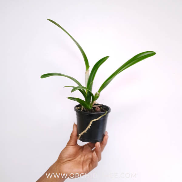 Cattleya (Bct.) Little Aiko Orchid Plant - BS - Buy Orchids Plants Online by Orchid-Tree.com