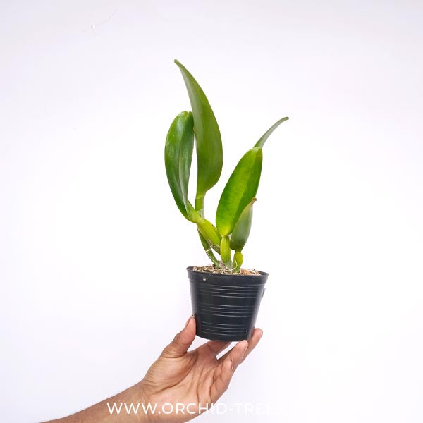 Cattleya (Rlc.) Nell Hammer 'Payom' Orchid Plant - BS - Buy Orchids Plants Online by Orchid-Tree.com