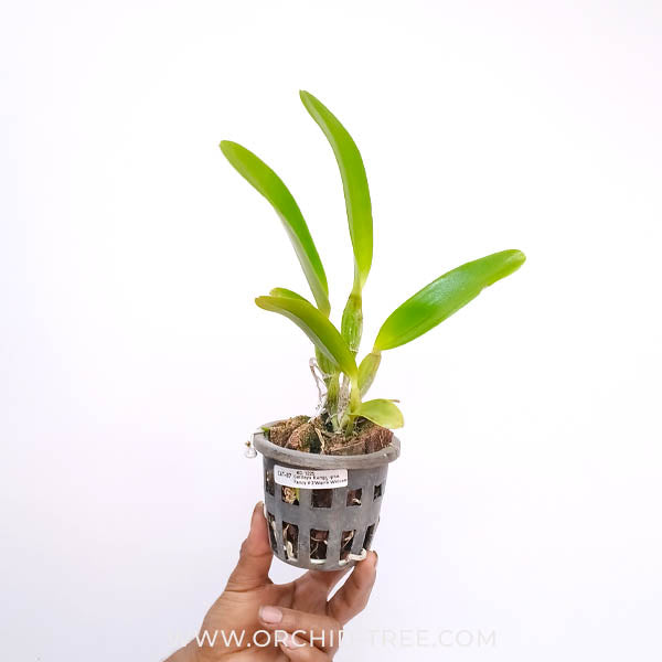 Cattleya (Rlc.) Rungnapa Fancy 'Warm Welcome' - BS - Buy Orchids Plants Online by Orchid-Tree.com