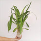 Oncidium Catatante 'Los Robles' Orchid Plant - FF