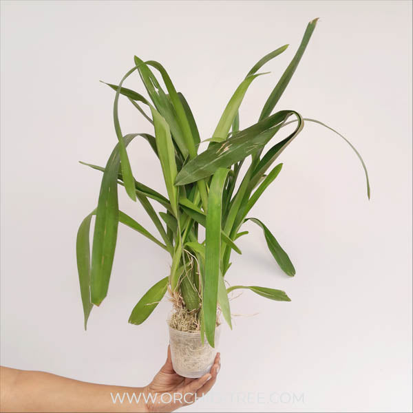 Oncidium Catatante 'Los Robles' Orchid Plant - FF