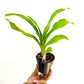 Catasetum (FDK) Painted Desert x Alexa 'Good One' - BS