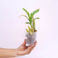 Catasetum Pileatum White Orchid Plant - BS