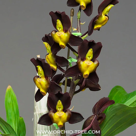 Catasetum tenebrosum sp. - BS