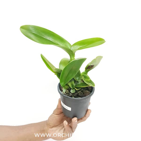 Cattleya (Rlc.) Samphran Gold Orchid Plant - BS