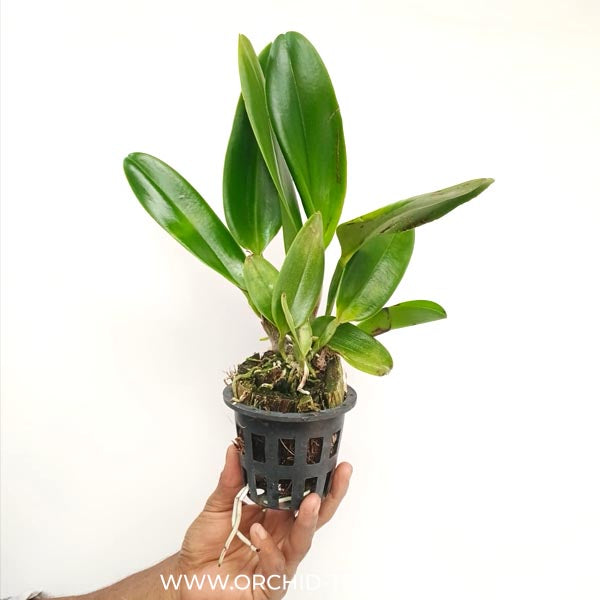 Cattleya (Rlc.) Willite Wong Orchid Plant - BS
