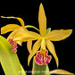 Cattleya (Rby.) Haiku Dawn Orchid Plant - BS