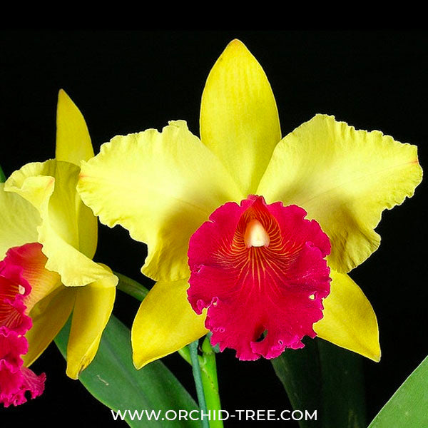 Cattleya (Blc.) Alma Kee 'Tipmalee' - BS - Buy Orchids Plants Online by Orchid-Tree.com