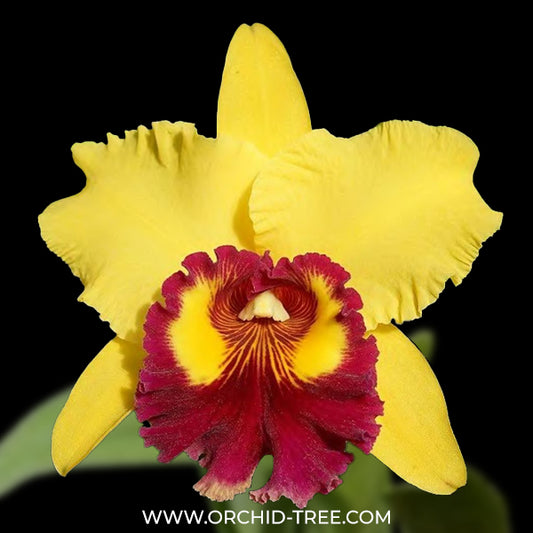 Cattleya (Rlc.) Willite Wong Orchid Plant - BS