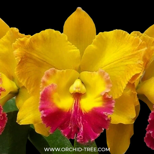 Cattleya Yen Golden Sensation 'Mu' Orchid Plant -BS
