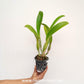 Cattleya Mahina Yahiro Orchid Plant- BS