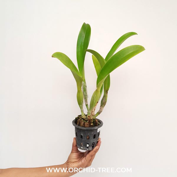Cattleya Mahina Yahiro Orchid Plant- BS